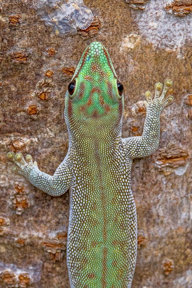 madagascar2022