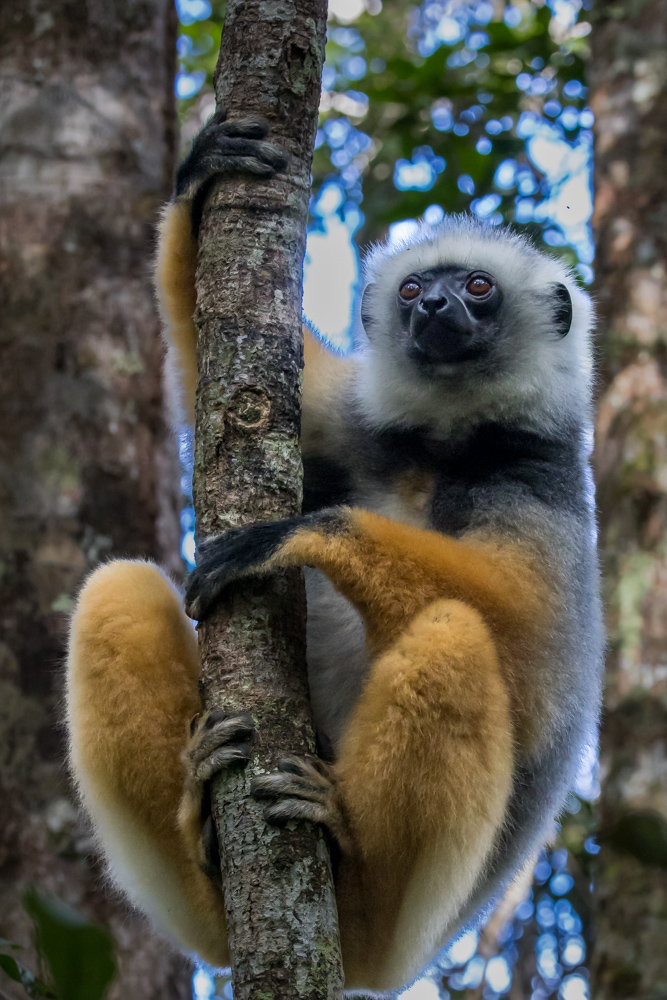 madagascar2022