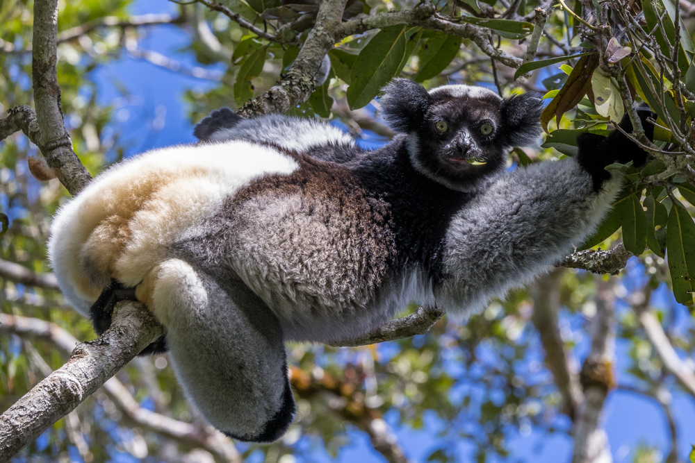 madagascar2022