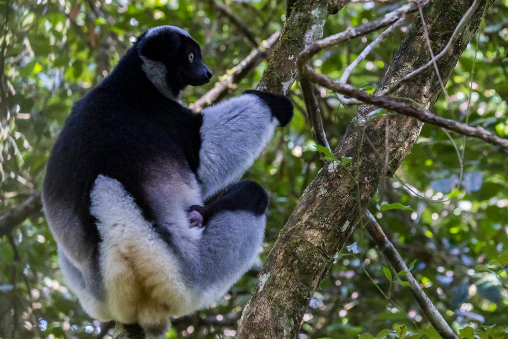 madagascar2022