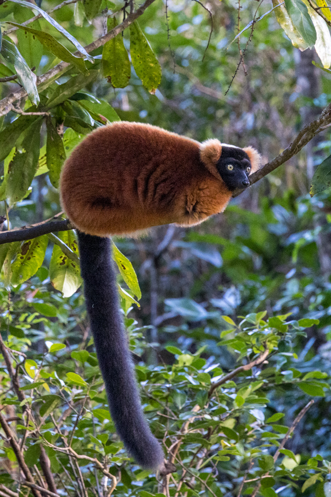 madagascar2022