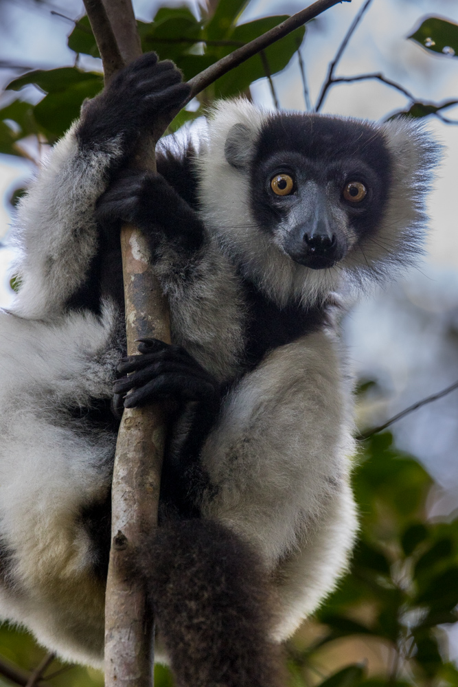 madagascar2022