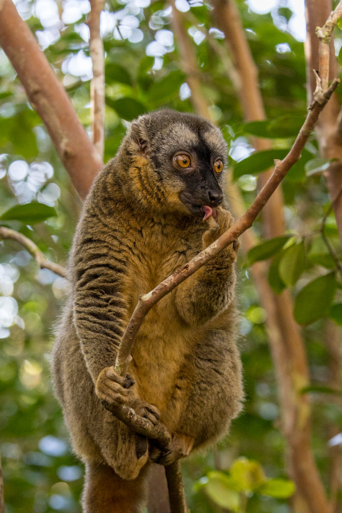 madagascar2022