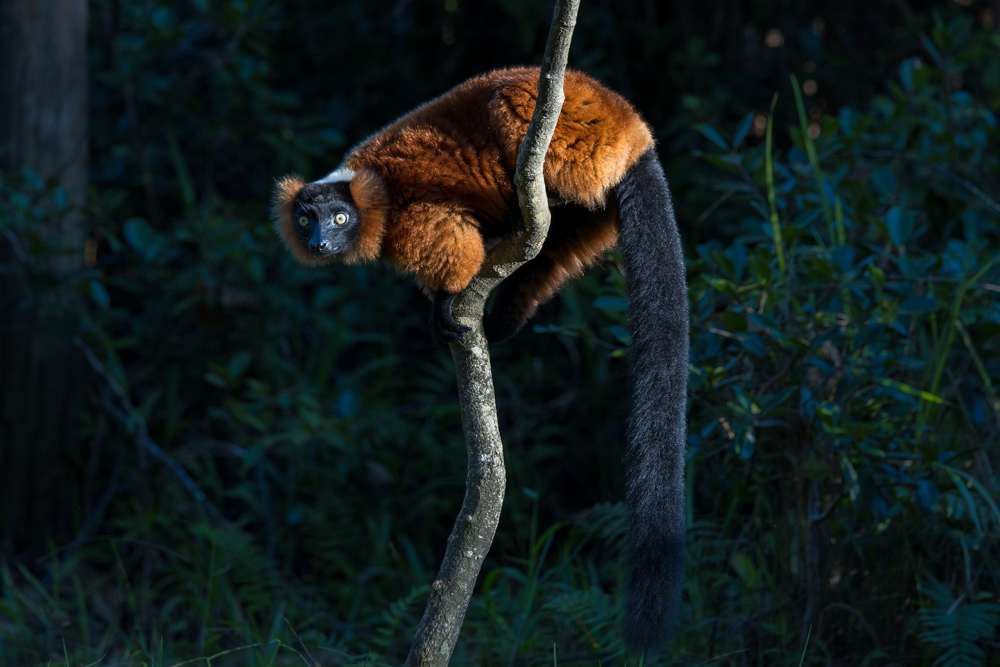 madagascar2022