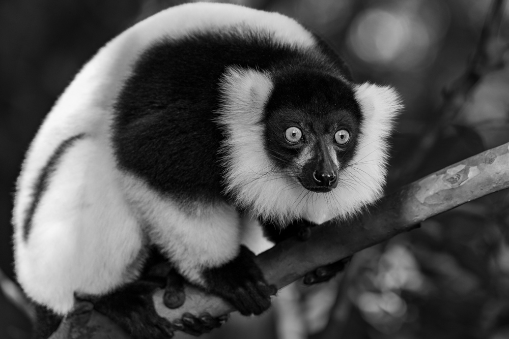 madagascar2022
