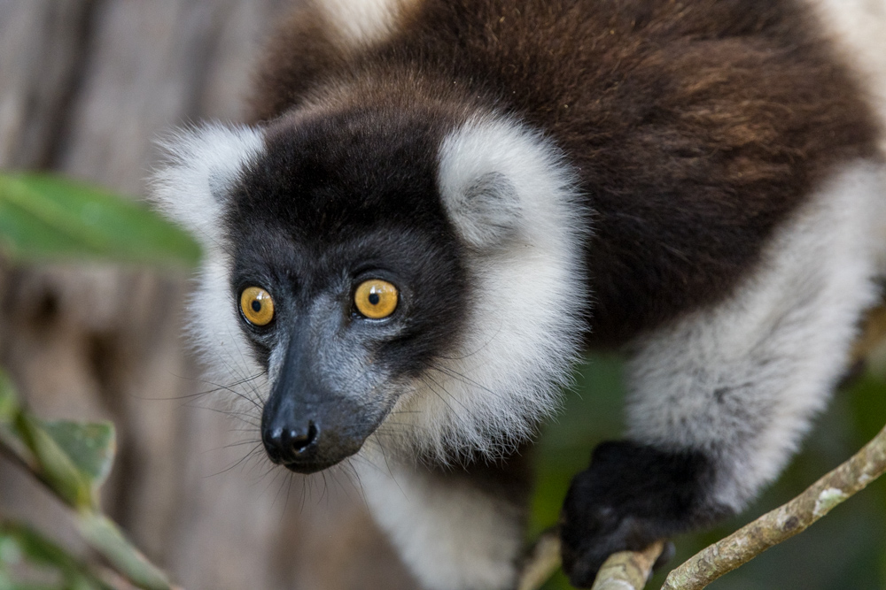 madagascar2022
