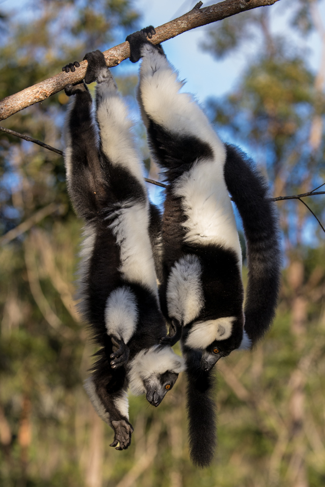 madagascar2022