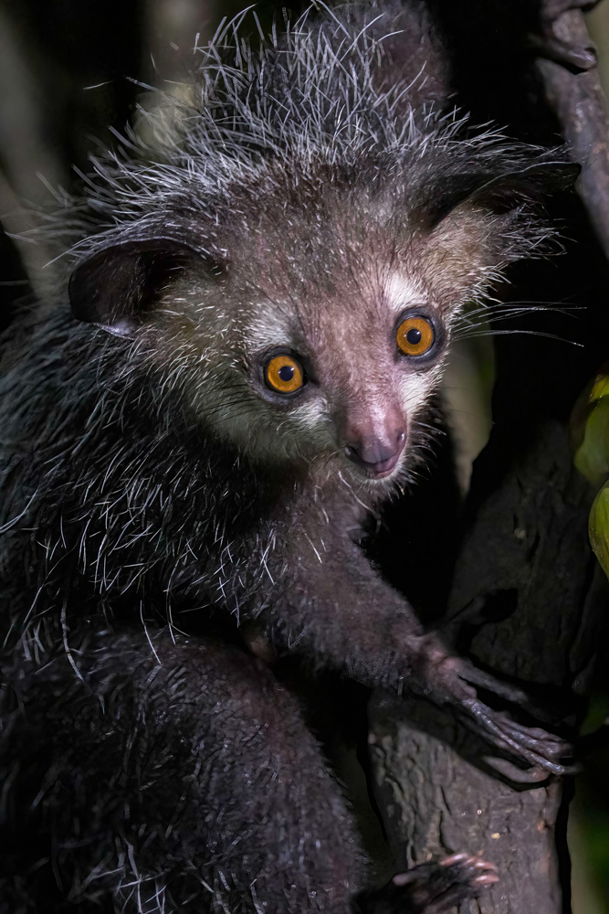 madagascar2022