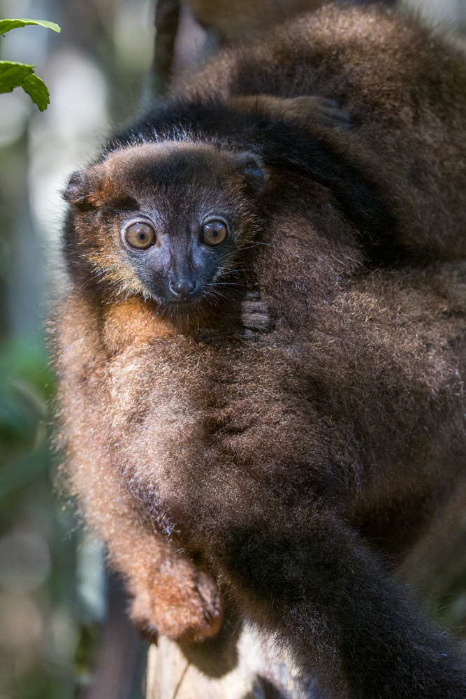 madagascar2022
