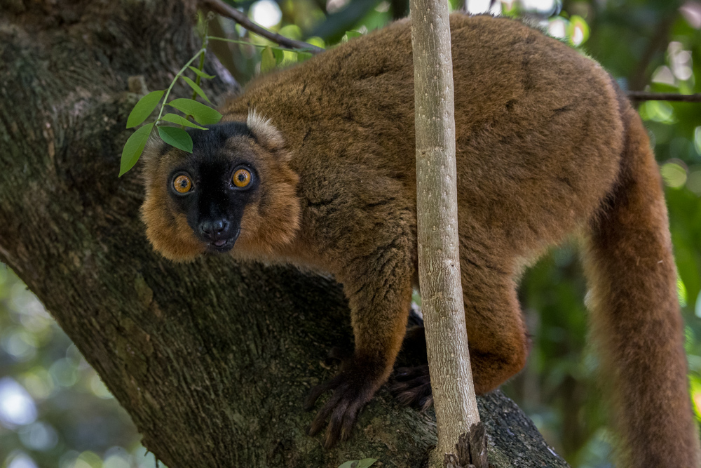 madagascar2022