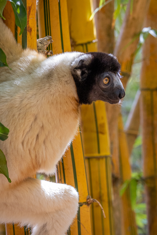 madagascar2022
