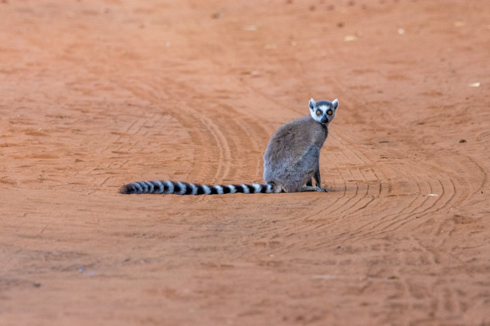 madagascar2022