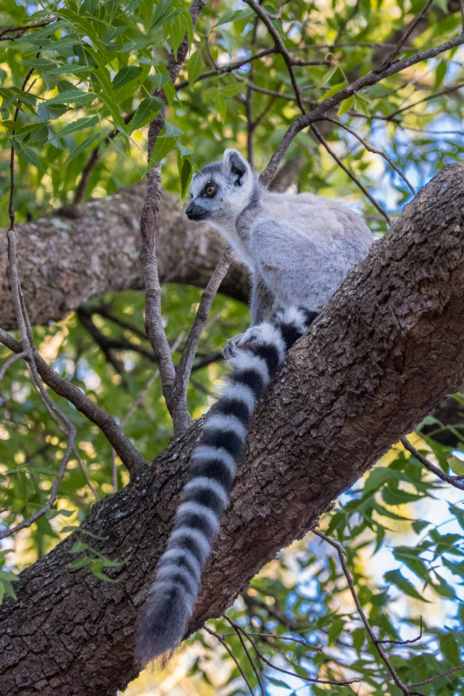 madagascar2022