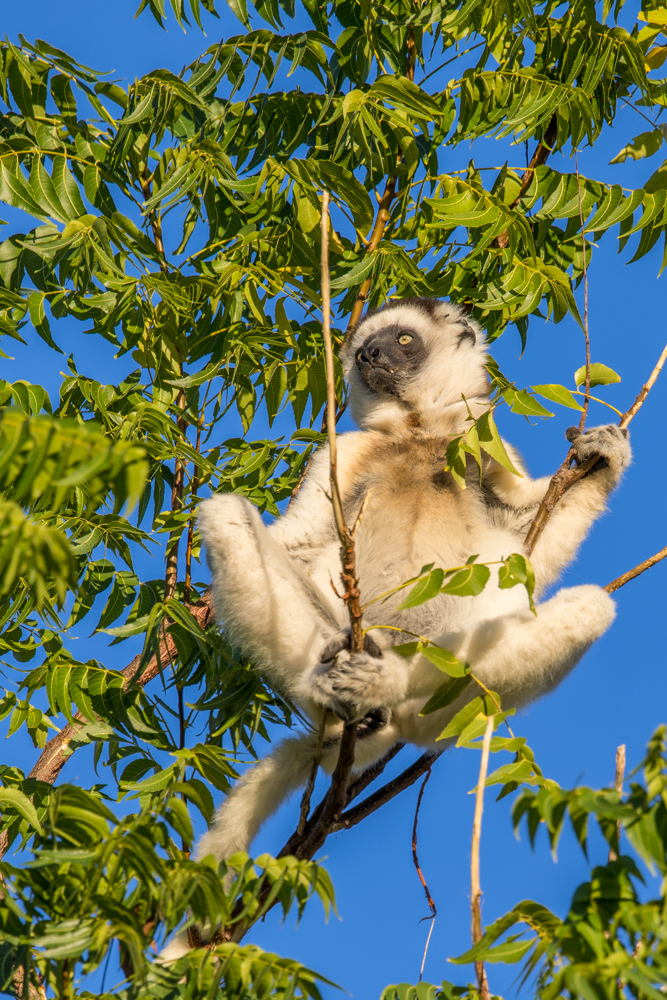 madagascar2022
