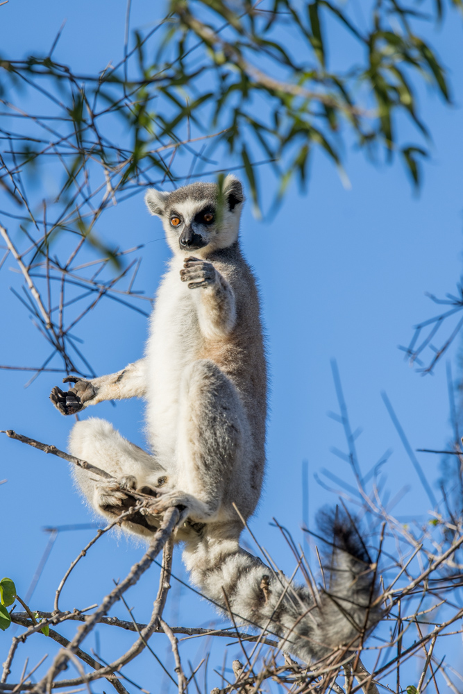 madagascar2022