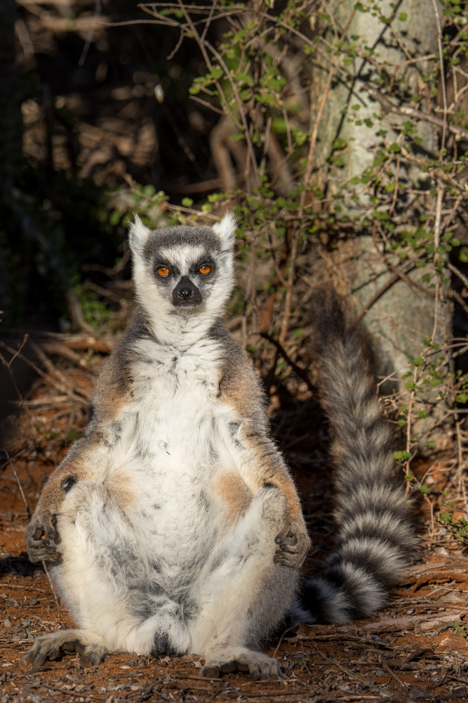 madagascar2022