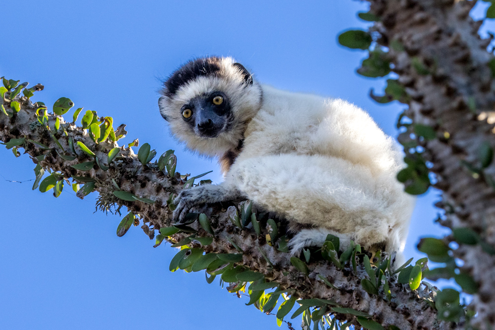 madagascar2022
