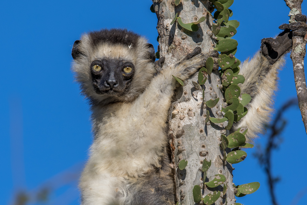 madagascar2022