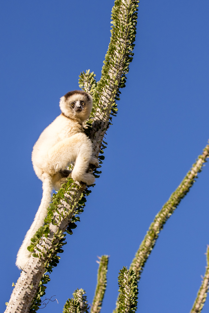 madagascar2022
