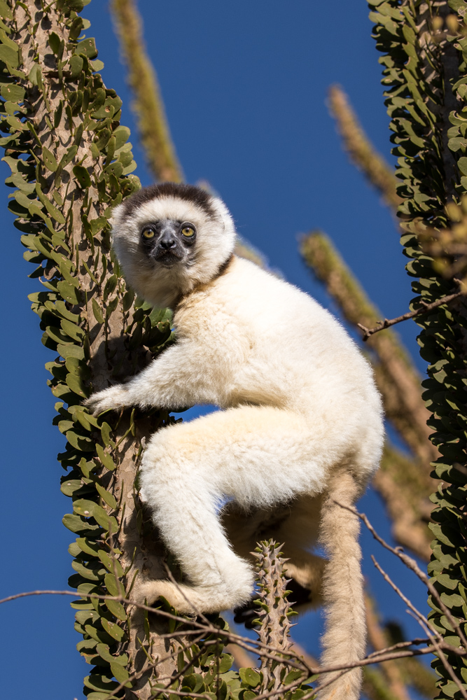 madagascar2022