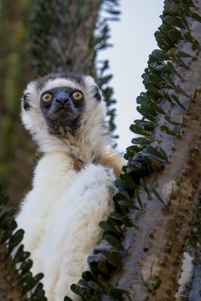 madagascar2022