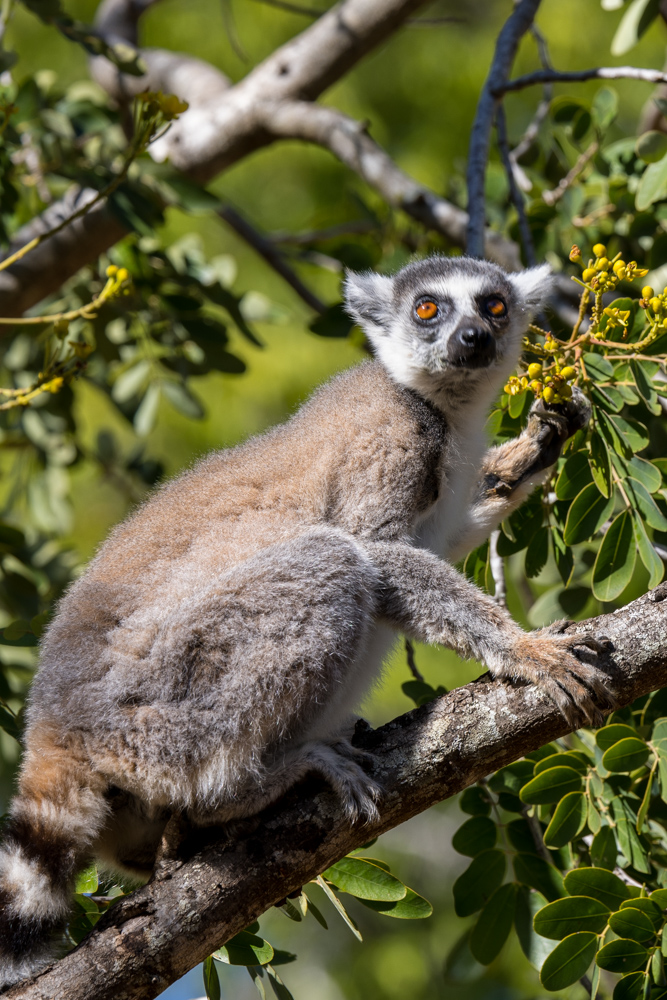 madagascar2022