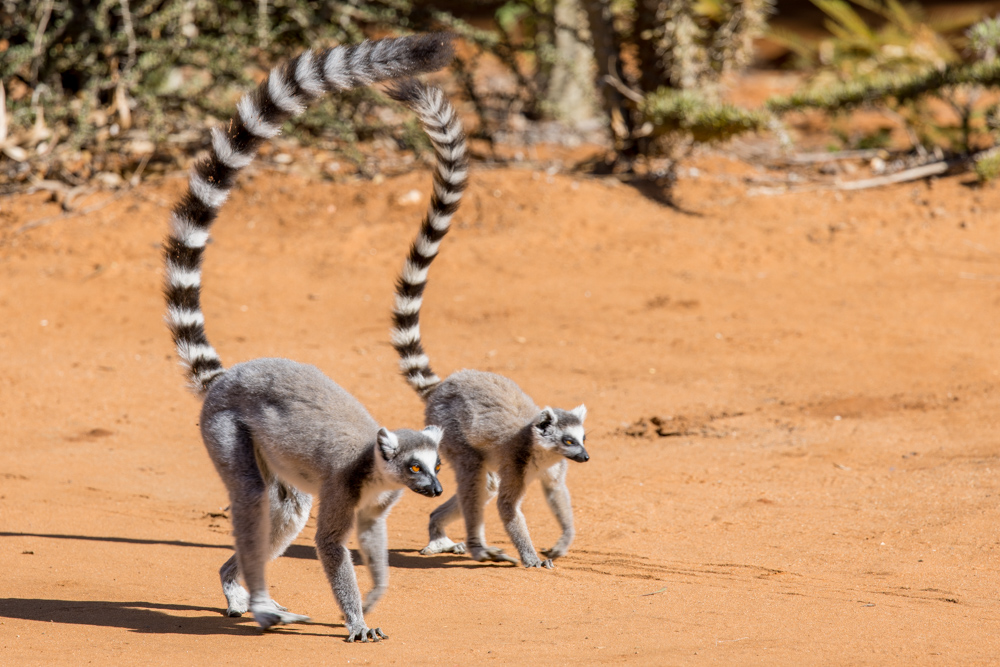 madagascar2022