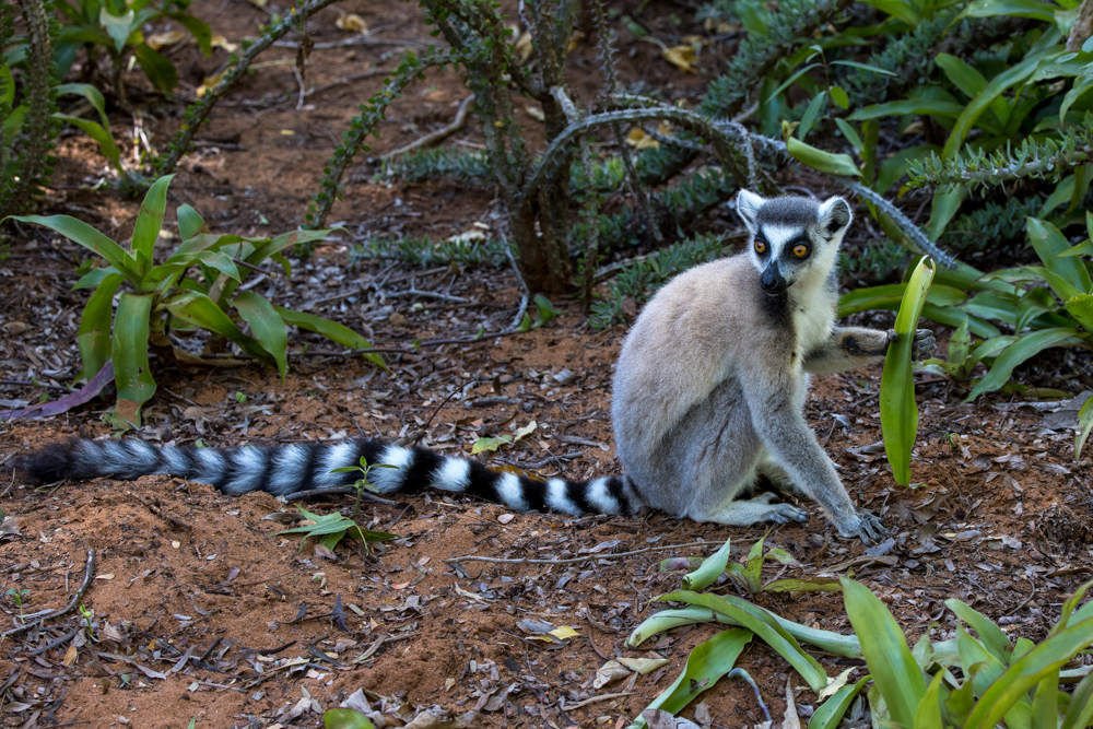 madagascar2022