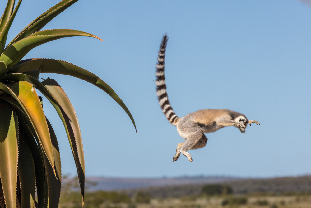 madagascar2022