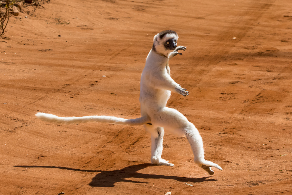 madagascar2022