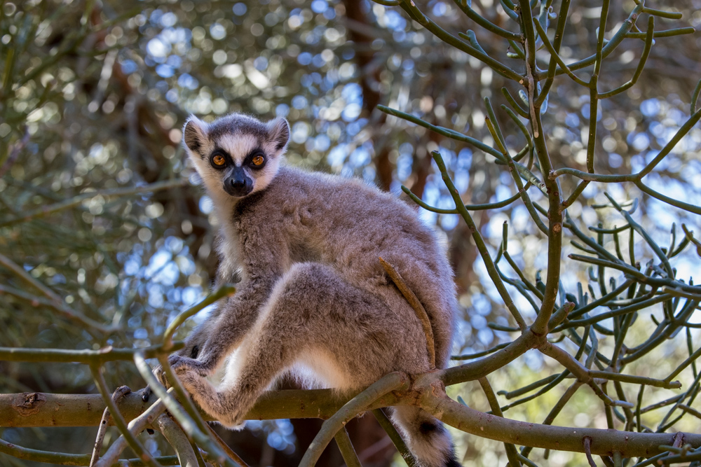madagascar2022