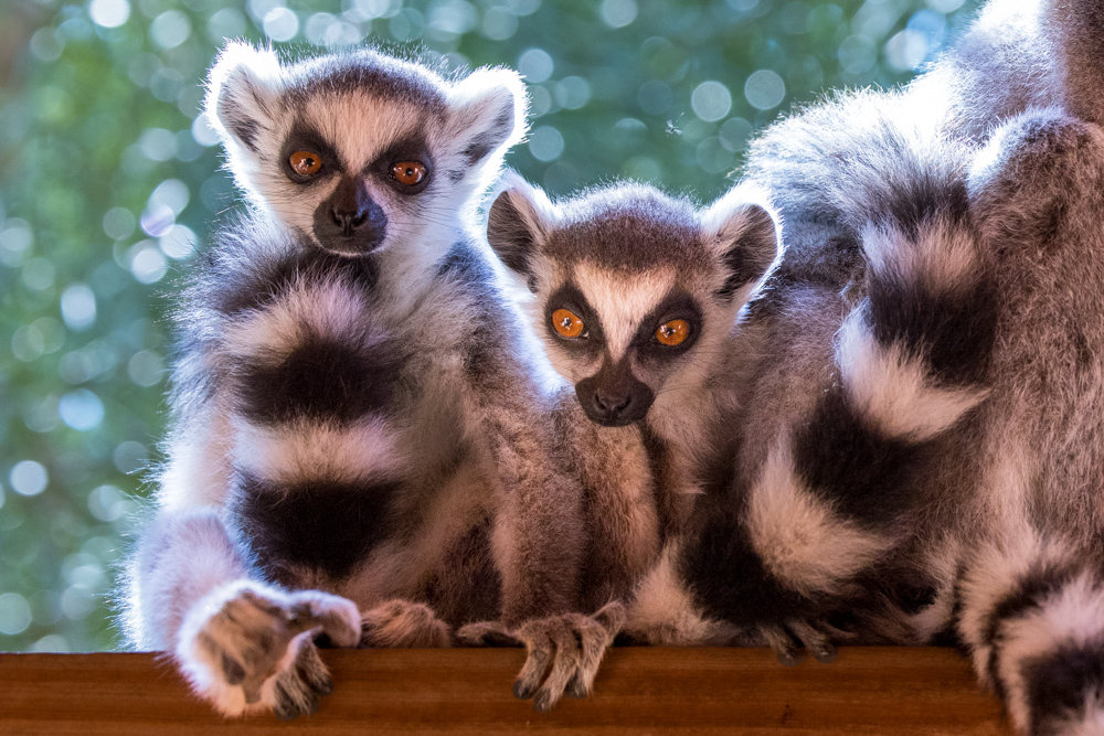 madagascar2022