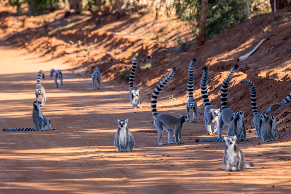 madagascar2022