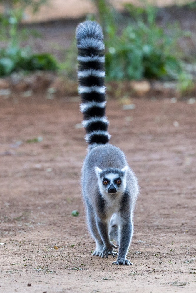madagascar2022