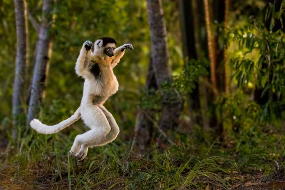 madagascar2022