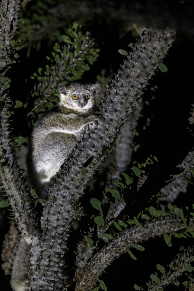 madagascar2022