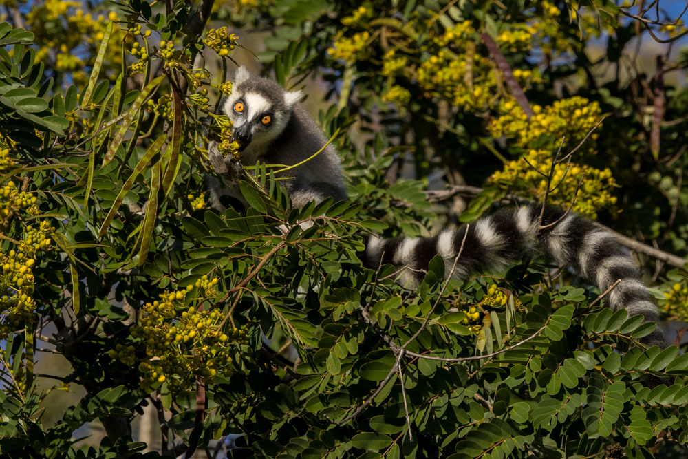 madagascar2022