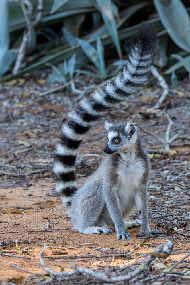 madagascar2022