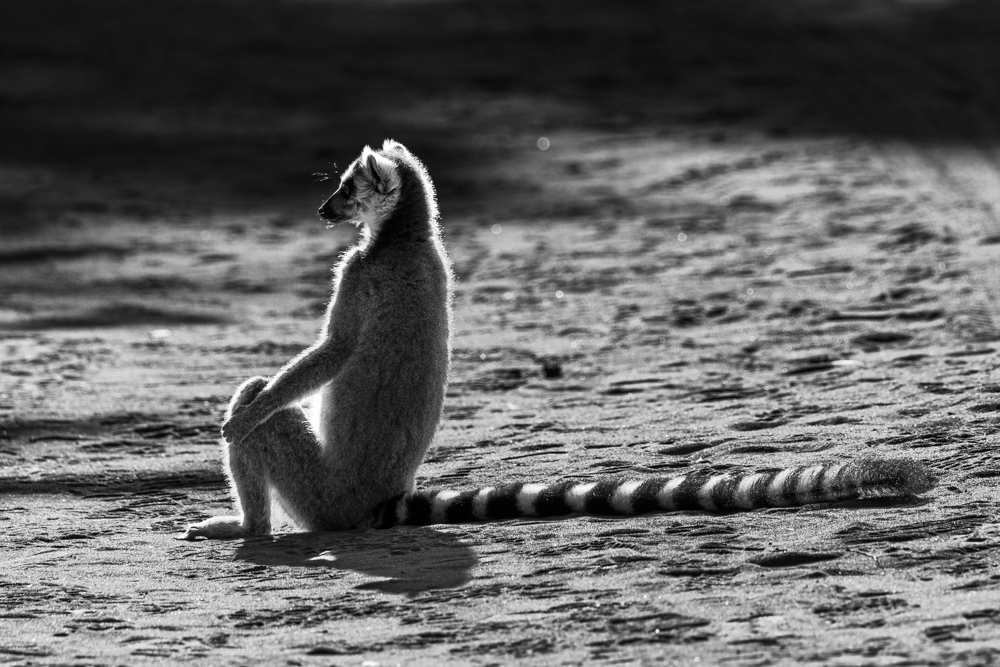 madagascar2022