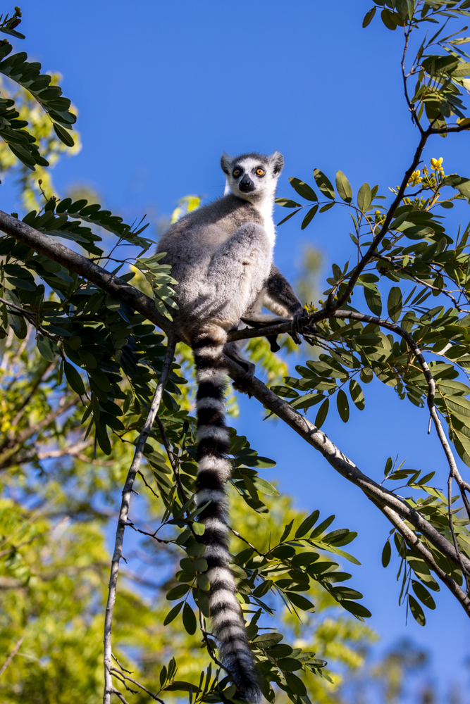 madagascar2022