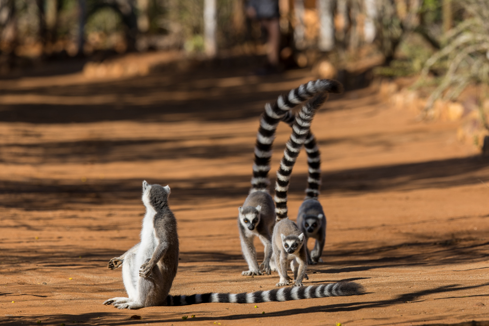 madagascar2022