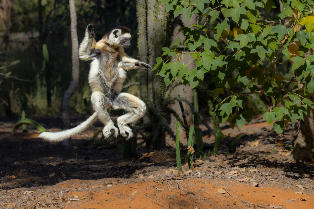 madagascar2022