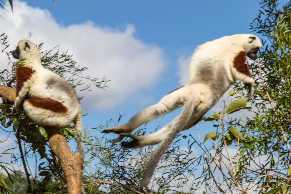 madagascar2022