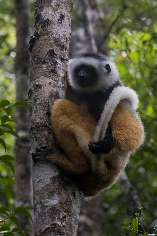madagascar2022