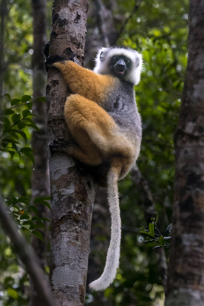 madagascar2022