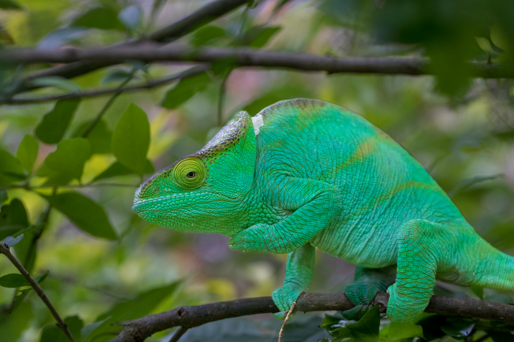 madagascar2022