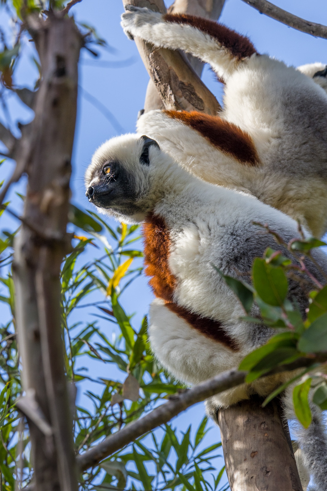 madagascar2022