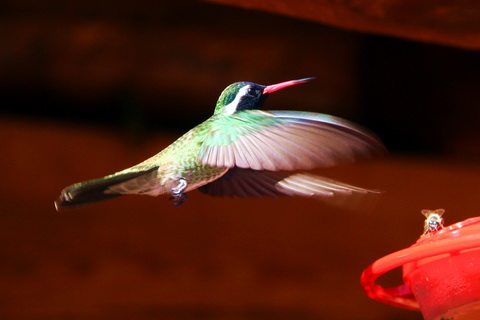 mexico2007