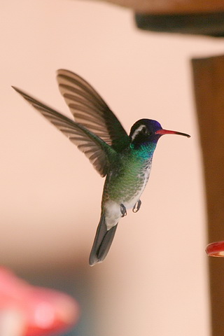 mexico2007