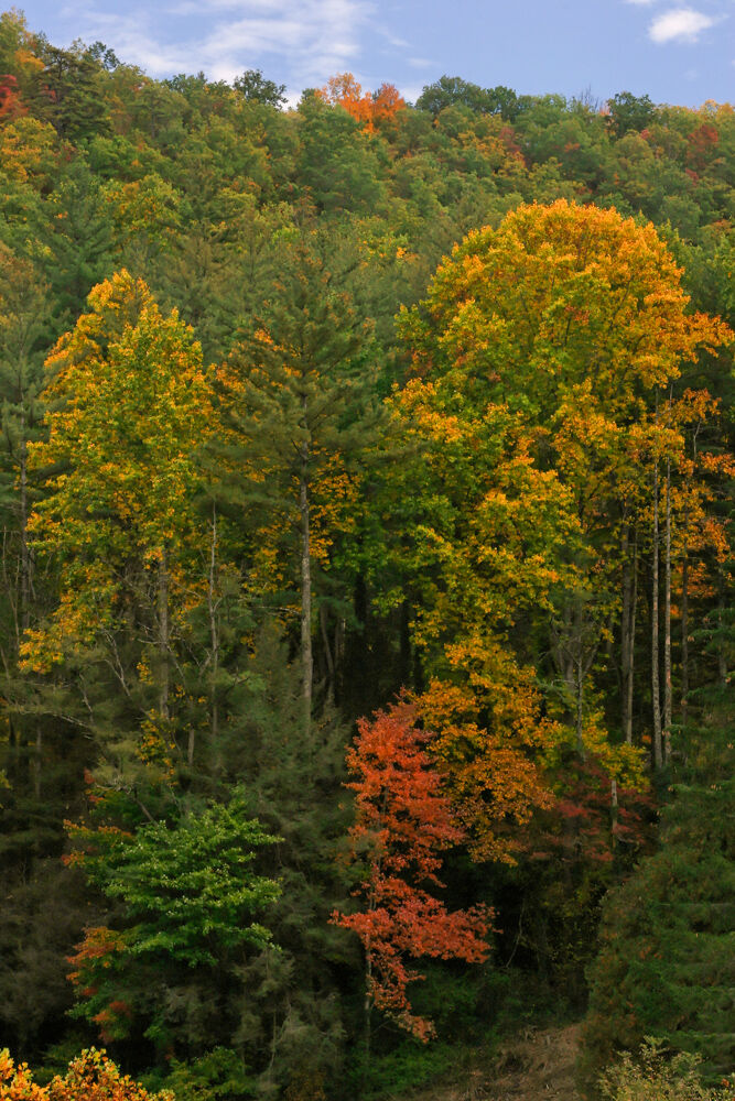 North Carolina 2008